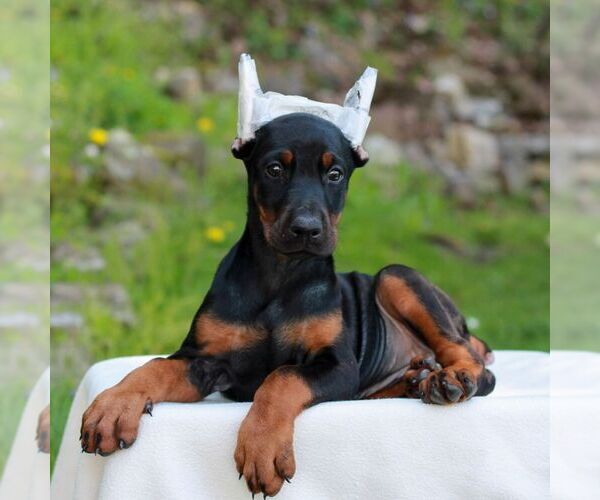 Medium Photo #4 Doberman Pinscher Puppy For Sale in NEWMANSTOWN, PA, USA