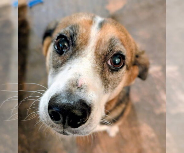 Medium Photo #7 Beagle-Unknown Mix Puppy For Sale in Germantown, OH, USA