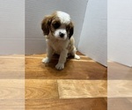Image preview for Ad Listing. Nickname: Pups