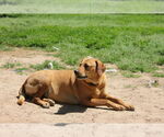 Small #7 Golden Labrador