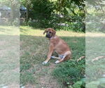Small #1 Bloodhound-Saint Bernard Mix