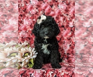Miniature Bernedoodle Dog for Adoption in GLEN ROCK, Pennsylvania USA