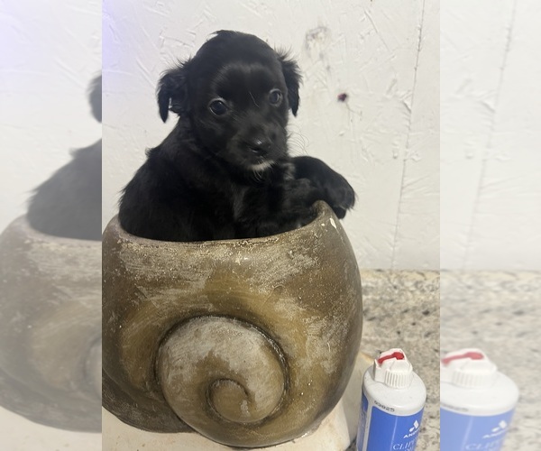 Medium Photo #5 Mal-Shi Puppy For Sale in GREENVILLE, NC, USA
