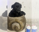 Small #4 Mal-Shi