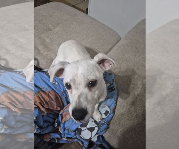 Medium Photo #12 Chihuahua Puppy For Sale in Rosenberg, TX, USA