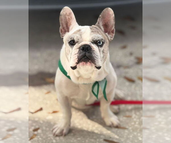 Medium Photo #1 Mutt Puppy For Sale in Valrico, FL, USA