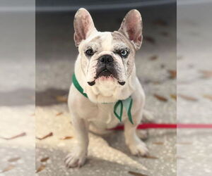 Mutt Dogs for adoption in Valrico, FL, USA