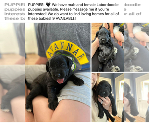 Labradoodle Puppy for sale in LODI, CA, USA