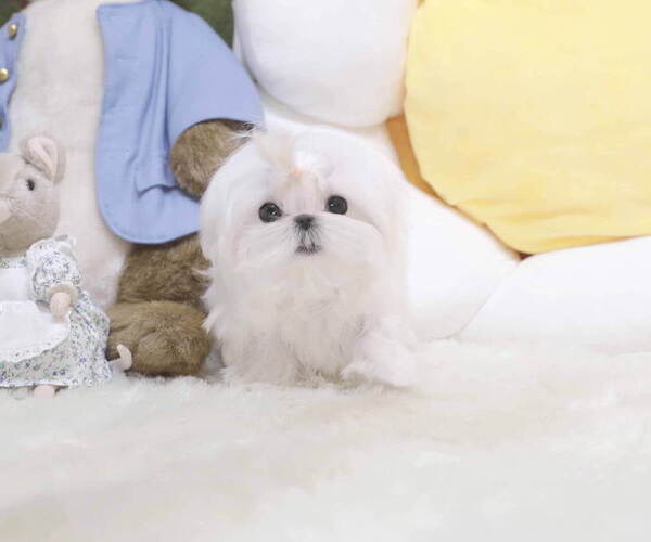 Medium Photo #2 Maltese Puppy For Sale in Seoul, Seoul, Korea, South