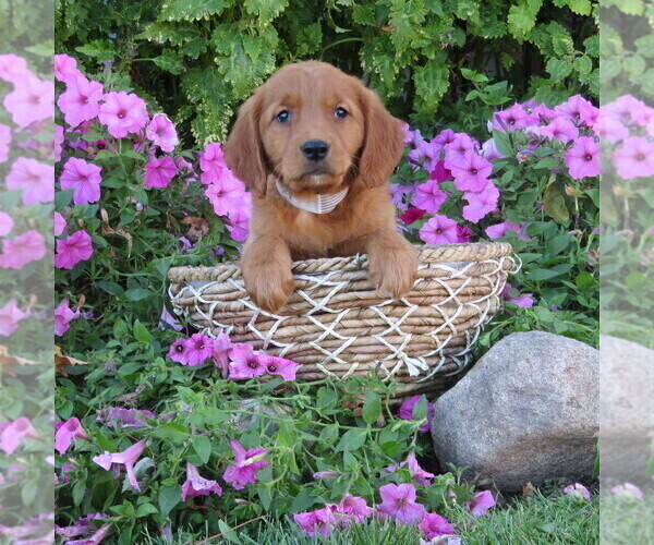 Medium Photo #50 Golden Retriever Puppy For Sale in THORP, WI, USA