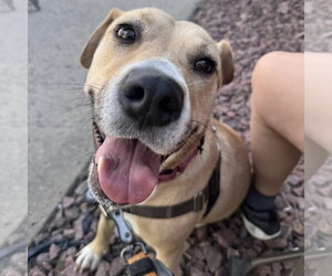 Kitchen - Female Mutt Dog for Adoption - Photo #5