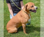 Small #3 American Staffordshire Terrier-Boxer Mix
