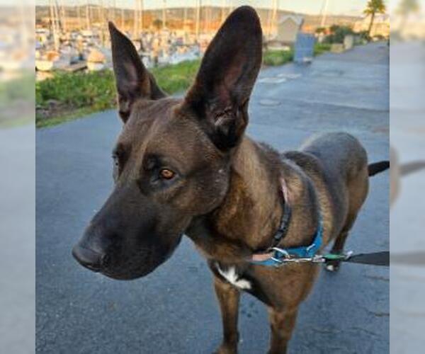 Medium Photo #2 German Shepherd Dog-Unknown Mix Puppy For Sale in Alameda, CA, USA