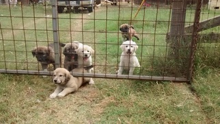 Anatolian Shepherd-Great Pyrenees Mix Puppy for sale in RED ROCK, TX, USA