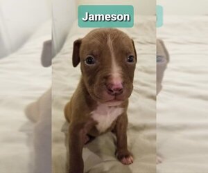 American Pit Bull Terrier Puppy for sale in BROOKLYN, NY, USA