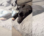 Small #7 Labrador Retriever Mix