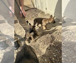 Small Photo #17 German Malinois Puppy For Sale in GARLAND, NC, USA