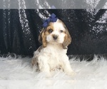 Puppy Lucky AKC Cocker Spaniel