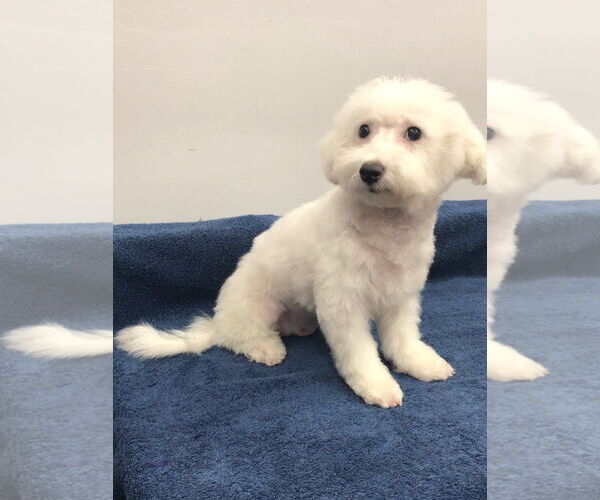 Medium Photo #4 Bichon Frise Puppy For Sale in Lincolnwood, IL, USA