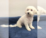 Small #3 Bichon Frise