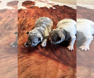 French Bulldog Puppy for sale in MOUNT VERNON, IL, USA