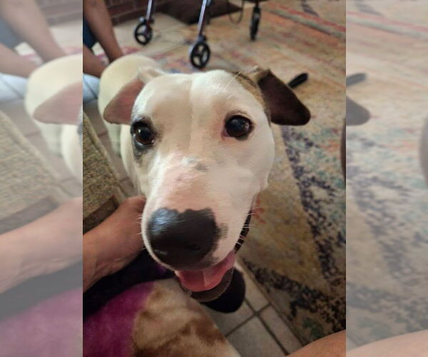 Medium Photo #2 American Pit Bull Terrier-Unknown Mix Puppy For Sale in Pleasanton, TX, USA