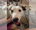 Small #1 American Pit Bull Terrier Mix