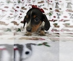 Small Photo #4 Dachshund Puppy For Sale in LANCASTER, PA, USA