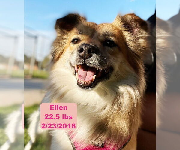 Medium Photo #1 Pomeranian-Unknown Mix Puppy For Sale in West Hollywood, CA, USA