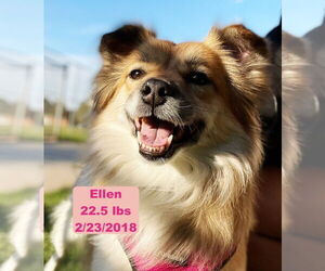 Pomeranian-Unknown Mix Dogs for adoption in West Hollywood, CA, USA