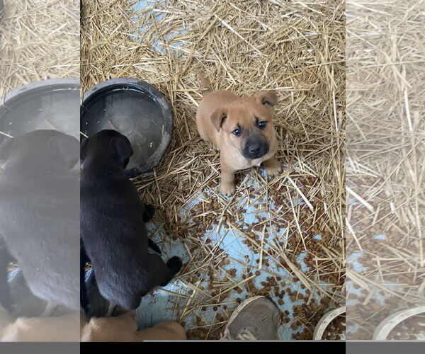 Medium Photo #1 Mountain Cur-Retriever  Mix Puppy For Sale in Tracy City, TN, USA