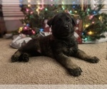 Small Photo #5 German Shepherd Dog Puppy For Sale in FAIRMOUNT, IN, USA
