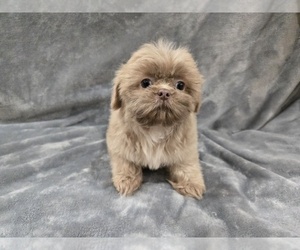 Shih Tzu Puppy for sale in CARLYLE, IL, USA