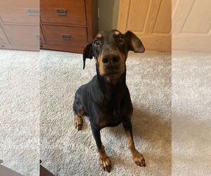Misty - Female Doberman Pinscher Dog for Adoption - Photo #3