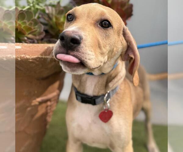 Medium Photo #12 Labrador Retriever-Unknown Mix Puppy For Sale in San Diego, CA, USA