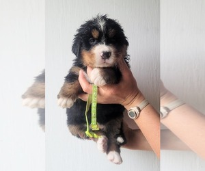 Bernese Mountain Dog Puppy for sale in ROCHESTER, MN, USA