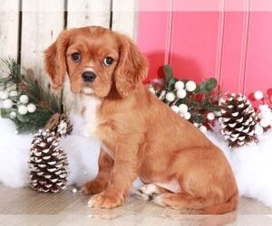 Cavalier King Charles Spaniel Puppy for sale in MOUNT VERNON, OH, USA