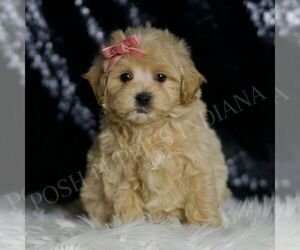 Maltipoo Puppy for sale in WARSAW, IN, USA