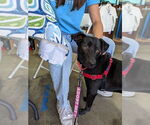 Small #9 Carolina Dog-Labrador Retriever Mix