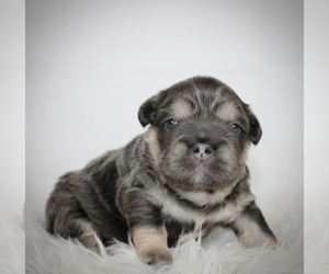 French Bulldog Puppy for sale in POMONA, CA, USA