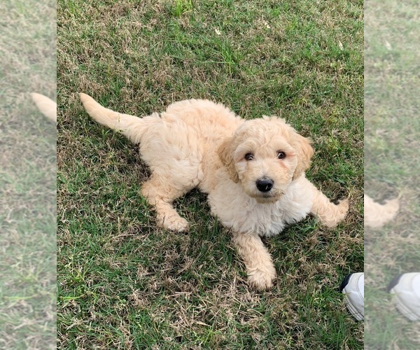 Medium Photo #1 Labradoodle Puppy For Sale in MAGNOLIA, TX, USA