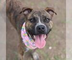 Small American Staffordshire Terrier Mix