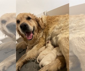 Golden Retriever Puppy for sale in VALLEJO, CA, USA