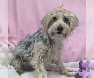 Mutt Dogs for adoption in Bon Carbo, CO, USA