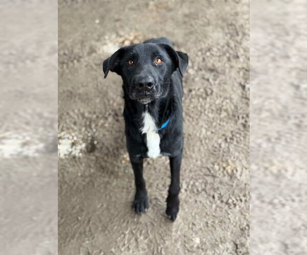 Medium Photo #2 Mutt Puppy For Sale in Riverside, CA, USA