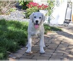 Tori - Female Golden Retriever Puppy for Sale - Photo #5