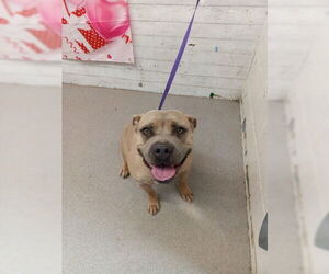 Mutt Dogs for adoption in San Bernardino, CA, USA