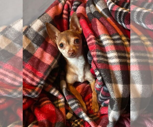 Medium Photo #4 Chihuahua-Unknown Mix Puppy For Sale in Rochester, NY, USA