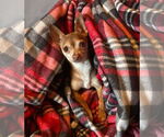 Small #3 Chihuahua Mix