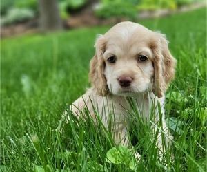 Cocker Spaniel Litter for sale in WITHEE, WI, USA